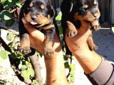 Rottweiler Yavruları
