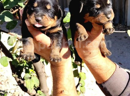 Rottweiler Yavruları görsel