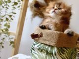 Safkan Ful Şecereli Golden British Longhair Bebeklerim