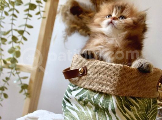 Safkan Ful Şecereli Golden British Longhair Bebeklerim görsel