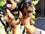 Rottweiler Yavruları