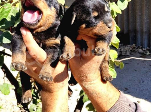 Rottweiler Yavruları görsel