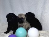 Pug Mops Bebekler