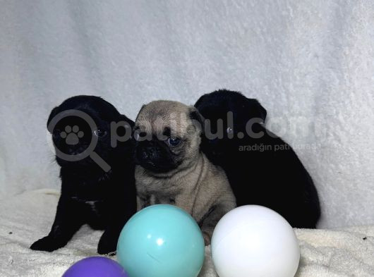 Pug Mops Bebekler görsel