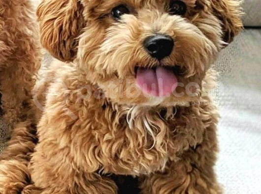 Kahve Tonlu Mini Boy Puppy Sevimli Yavrular Malti̇po Ci̇nsi̇  görsel