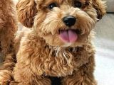 Mini Boy Puppy Kıpkırmızı Red Tooy Poodle 