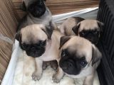 AŞILI PUG DİŞİ YAVRULAR