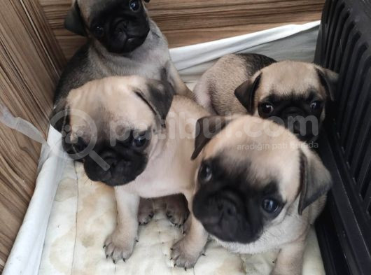 Aşili Pug Di̇şi̇ Yavrular
