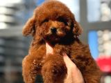 Mikro Poodle