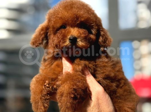 Mikro Poodle görsel