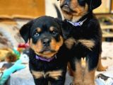 Rottweiler Yavruları İstanbuldan Tek Çiftliğimizden Sizlerle