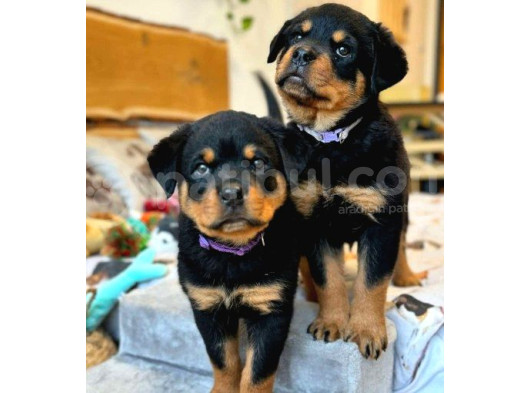 Rottweiler Yavruları İstanbuldan Tek Çiftliğimizden Sizlerle