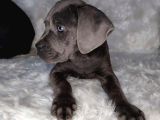 Üst Kalite Blue Cane Corso Italiano Yavrumuz