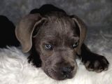 Üst Kalite Blue Cane Corso Italiano Yavrumuz