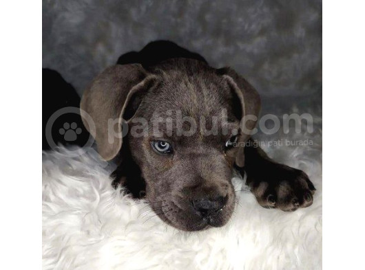 Üst Kalite Blue Cane Corso Italiano Yavrumuz görsel