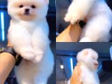 Pomeranian TedyBear yavrular