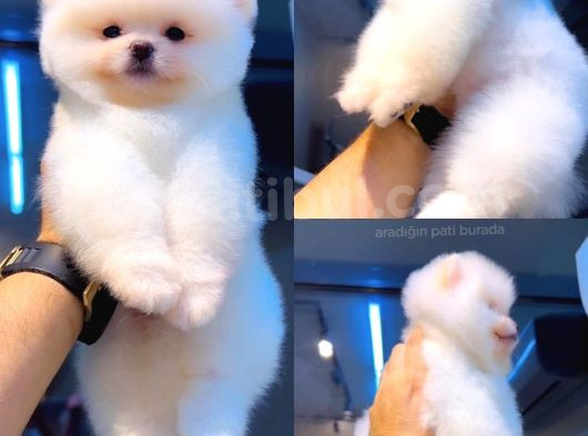 Pomeranian Tedybear Yavrular