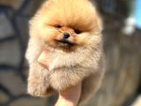 Pomeranian Orange Tedybear