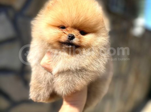 Pomeranian Orange Tedybear görsel