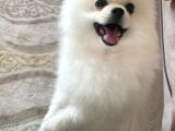 8 AYLIK POMERİAN BOO