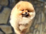 Safkan Pomeranian Yavrular