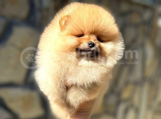 Safkan Pomeranian Yavrular görsel