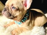 French Özel Fawn Renk Yavrular Her Eve Lazım