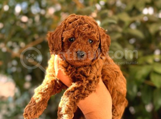 Teacup 2 Kg Garanti̇si̇ Altinda Kirmizi Red Tooy Poodle 