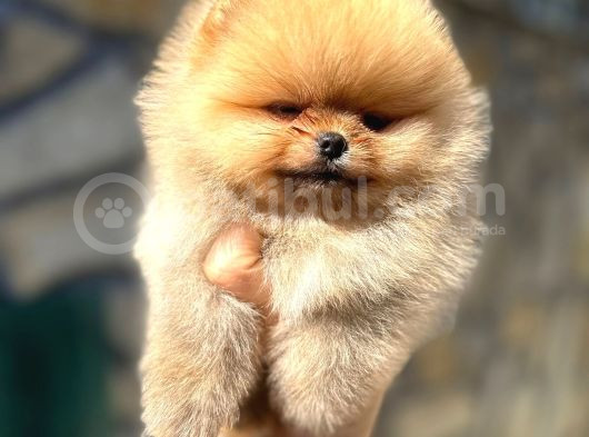 Pomeranian Orange Tedybear görsel