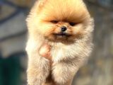 Safkan Pomeranian Yavrular