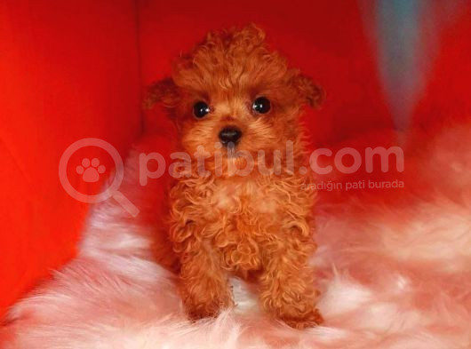 Teacup 2 Kg Garanti̇si̇ Altinda Kirmizi Red Tooy Poodle 