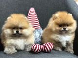 Pomeranian kardeşler her renk mevcut