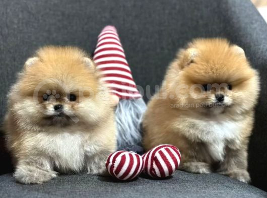 Pomeranian Kardeşler Her Renk Mevcut
