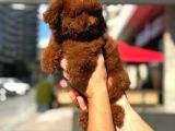 Mikro Poodle
