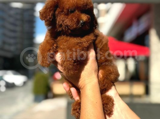 Mikro Poodle görsel