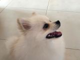 8 Aylik Pomeri̇an Boo