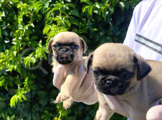 Safkan Pug Gül Kuyruk Yavrular görsel