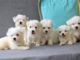 A Kalite Maltese Terrier Yavrularımız