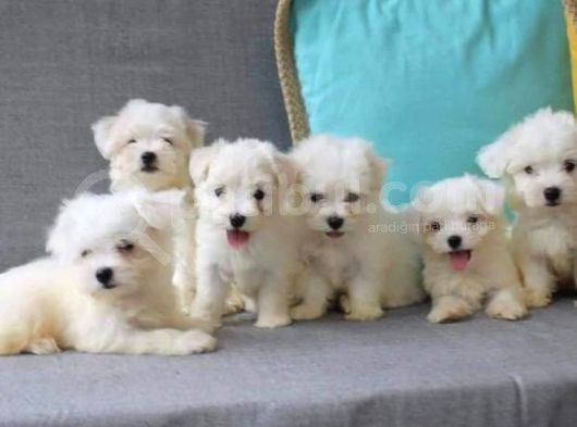 A Kalite Maltese Terrier Yavrularımız görsel