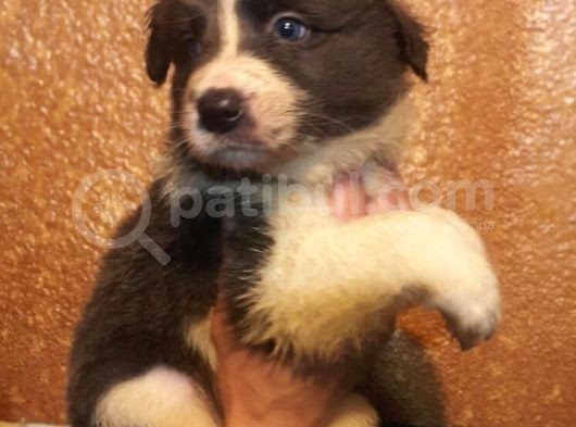 Border Colie Denilince İlk Sırada Candostum Gelir görsel