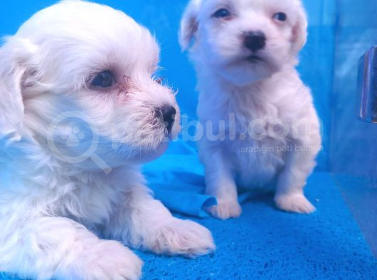 Birbirinden Sevimli Maltese Terrier Yavrularımız Candostumd görsel