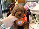 Büyümeyen Poodle Yavrularımız