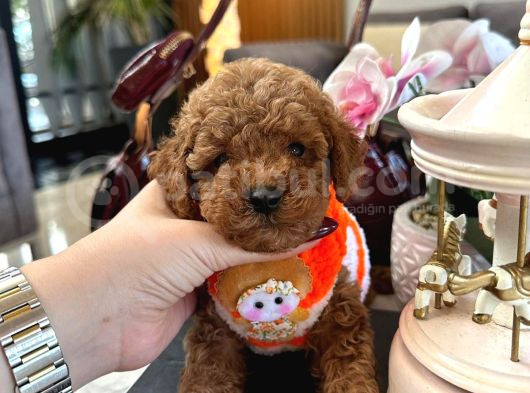 Büyümeyen Poodle Yavrularımız görsel