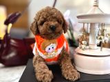 Büyümeyen poodle yavrularımız
