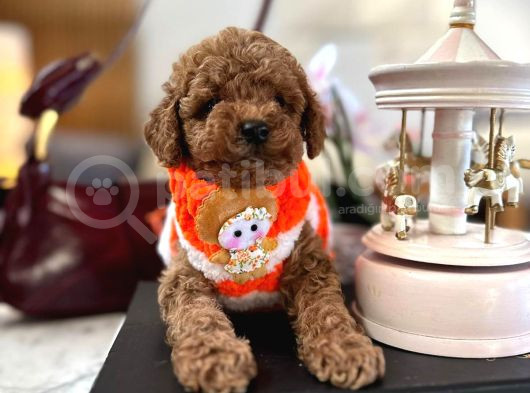 Büyümeyen Poodle Yavrularımız