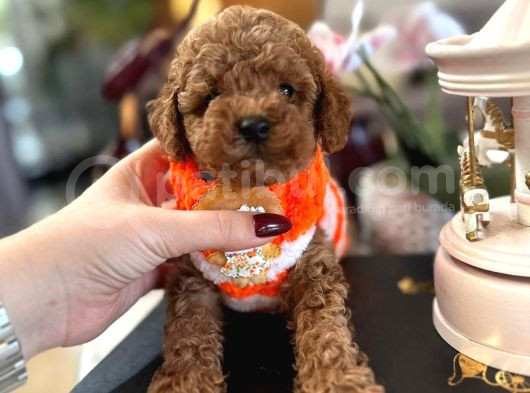 Büyümeyen Poodle Yavrularımız görsel