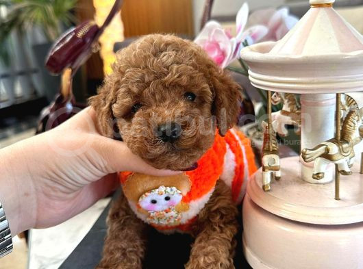 Büyümeyen Poodle Yavrularımız görsel