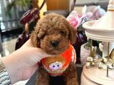 Büyümeyen Poodle Yavrularımız