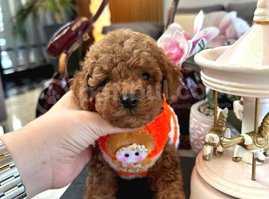 Büyümeyen Poodle Yavrularımız görsel