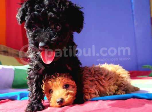 Muhteşem Güzellik Muhteşem Kalite Toy Poodle Yavrularımız görsel